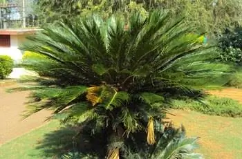 Королевская саговая пальма (Cycas revoluta), растущая посреди двора.