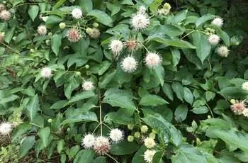 Горстка белых шаровидных цветков на кусте пуговиц (Cephalanthus occidentalis).