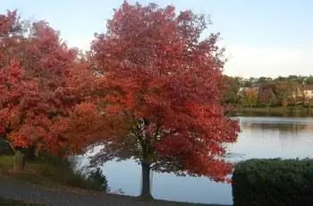 Большой и величественный красный клен (Acer Rubrum) у воды.