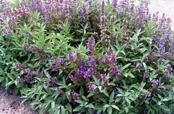 Яркие фиолетовые цветы шалфея обыкновенного (Salvia officinalis), растущего в Испании.