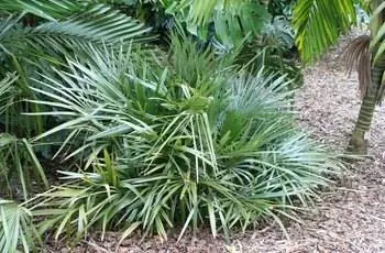 Скромная игольчатая пальма (Rhapidophyllum hystrix), растущая среди других пальм.