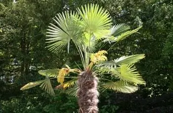 Здоровая ветряная пальма (Trachycarpus Fortunei) становится сильной.