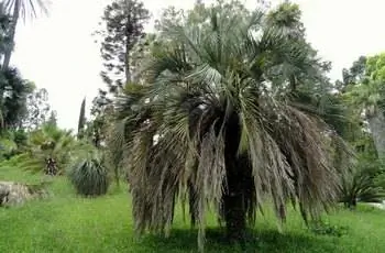 В разнообразном саду растет большая и красивая пиндо-пальма (Butia capitata).