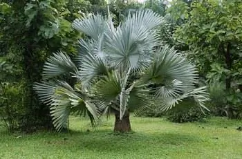 Здоровая пальма Бисмарка (Bismarckia nobilis) распускает листья в саду.