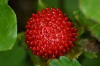 Ярко-красная чубушная клубника (Potentilla indica), растущая на лозе.