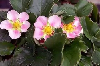 Три нежно-розовых цветка сорта клубники Pink Panda (Fragaria x ananassa 'Pink Panda').