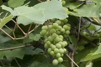 Виноградная лоза Изабелла (Vitis labrusca) растет в Гиресуне, Турция.