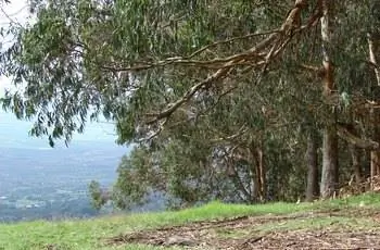 Голубой эвкалипт (Eucalyptus globulus) на склоне холма в Мауи, Гавайи.