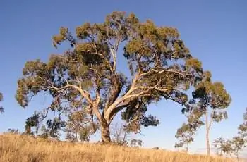 Величественная яблоня-эвкалипт (Eucalyptus Bridgesiana) в Австралии.