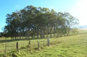 Группа прекрасных жевательных деревьев с ароматом лимона (Eucalyptus citriodora), растущих вместе на острове Мауи, Гавайи.