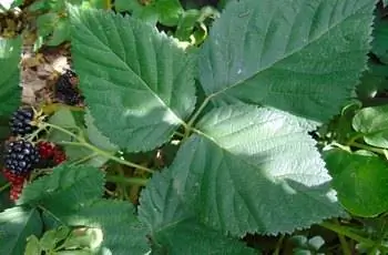 Ежевика без шипов (Rubus fruticosus 'Chester'), растущая на лозе.