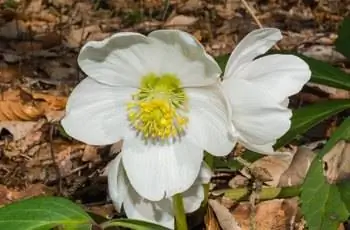 Белая рождественская роза (Helleborus niger) цветет близко к земле.