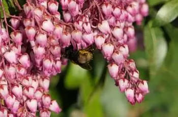 Розовый и белый пиерис (Pieris japonica) цветет, свисая с ветки.