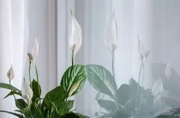 Мирные лилии (Spathiphyllum spp.), растущие в помещении рядом с окном.