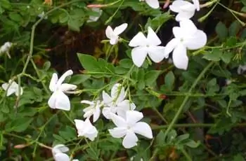 Нежные белые цветы жасмина обыкновенного (Jasminum officinale).