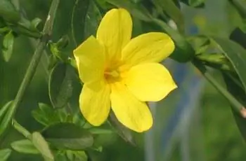 Сияющий желтый зимний жасмин (Jasminum nudiflorum).