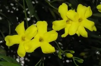 Четыре очаровательных желтых цветка итальянского жасмина (Jasminum humile).t