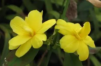 Цветет две желтые примулы жасминовые (Jasminum mesny).