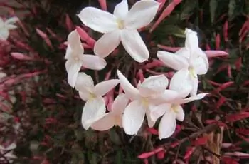 Белые и светло-розовые цветы растения розового жасмина (Jasminum Polyantum).