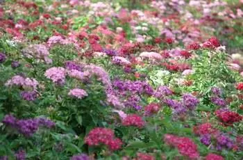 Розовые, фиолетовые, красные и белые пенты (Pentas lanceolata), растущие в поле.