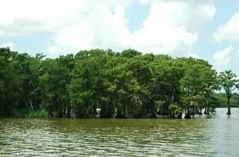 Лысые кипарисы (Taxodium distichum), растущие в государственном парке Лейк-Фосс-Пойнт в округе Сен-Мартен, штат Луизиана.