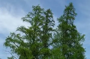 Восточная лиственница (Larix laricina) в природной зоне штата Воло-Бог в округе Лейк, штат Иллинойс.