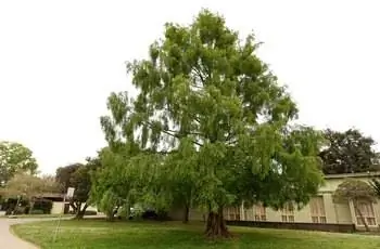 Большое красное дерево рассвета (Metasequoia glyptostroboides), растущее возле озера Мерритт в Окленде, Калифорния.