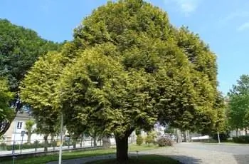 Большой западный красный кедр (Thuja plicata), растущий в жилом районе.