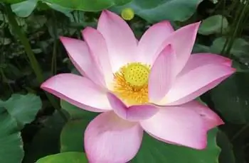 Восхитительно розовый и белый индийский лотос (Nelumbo nucifera) в полном цвету.