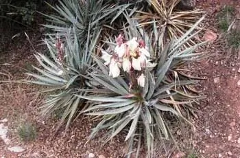 Цветоносы банановой юкки (Yucca baccata) цветут в округе Луна, штат Нью-Мексико.