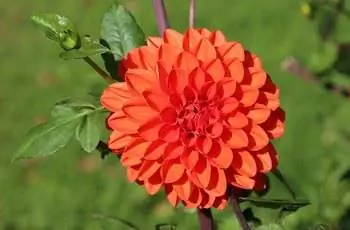 Сияющий оранжевый георгин (Dahlia pinnata) в полном цвету.