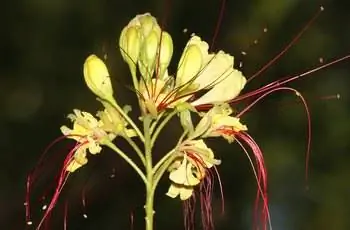 Замысловатое желто-красное цветение мексиканской райской птицы (Caesalpinia mexicana).