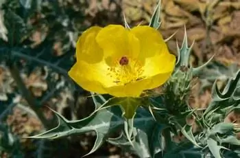 Нежный желтый мексиканский колючий мак (Argemone mexicana).