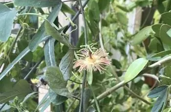 Замысловатое цветение мексиканской страстоцвета (Passiflora mexicana).