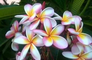 Очень красочные цветы франжипани (Plumeria Rubra) белого, желтого, розового и оранжевого цветов.