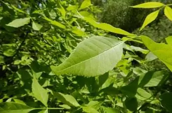 Крупный план листьев зеленого ясеня (Fraxinus pennsylvanica).