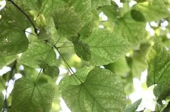 Крупный план листьев катальпы северной (Catalpa speciosa).