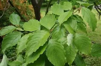 Крупный план листьев цветущего дерева кизила (Cornus florida).