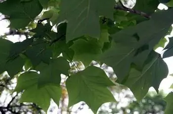 Крупный план листьев тюльпанного дерева (Liriodendron tulipifera).