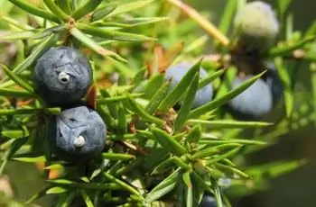 Крупный план игольчатых листьев можжевельника обыкновенного (Juniperus communis).