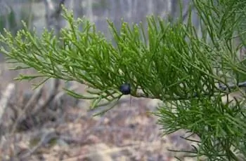 Крупный план игольчатых листьев восточного красного кедра (Juniperus Virginiana).