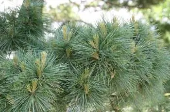 Крупный план игольчатых листьев сосны восточной белой (Pinus strobus).