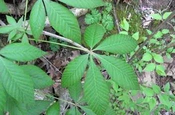 Крупный план листьев конского каштана из Огайо (Aesculus glabra) в его родном штате.