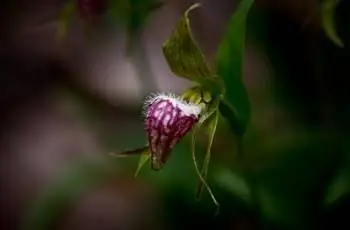 Пурпурно-белая женская туфелька с бараньей головой (Cypripedium arietinum) свисает.