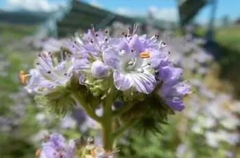 Фацелия Франклина (Phacelia Franklinii) в полном цвету, обращенная к солнцу.