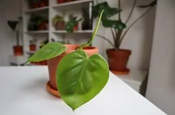 Молодой филодендрон с сердцевидными листьями (Philodendron hederaceum) в глиняном горшке в помещении.