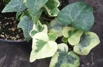 Крупный план листьев растения английского плюща (Hedera helix 'Celebrity).