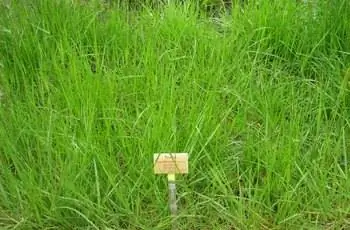 Овсяница высокая (Festuca arundinacea) в Берлинском ботаническом саду в Германии.