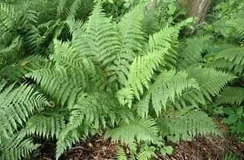 Прекрасный, здоровый папоротник (Athyrium filix-femina), растущий в саду.