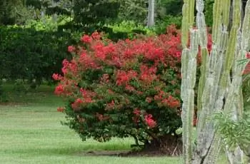 Крепкий куст бугенвиллии (Bougainvillea glabra) с яркими красными цветками.